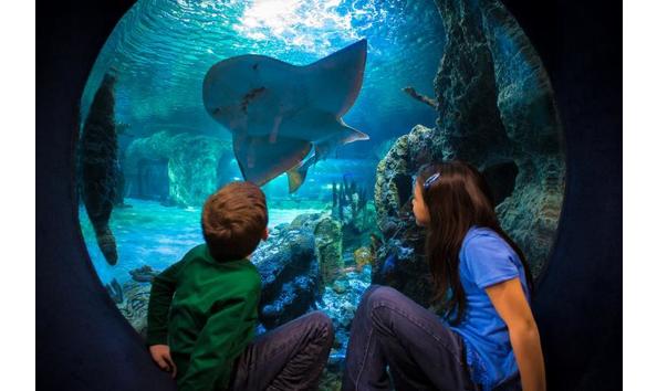 Big image kids sharkray bubblewindow