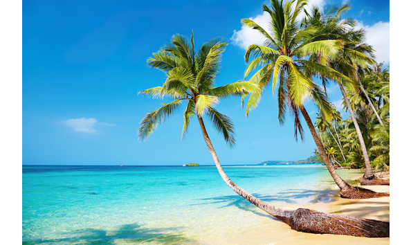 Big image pic tropics   palm trees on beach