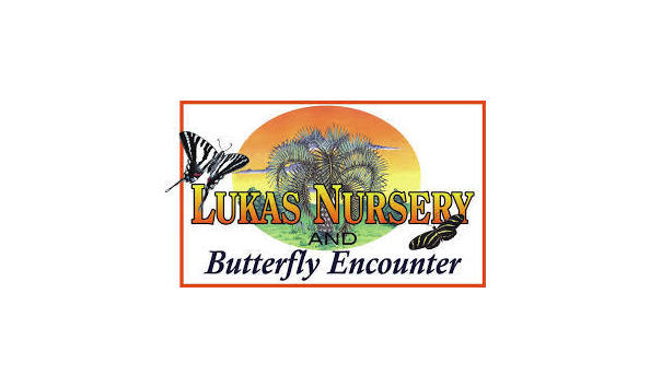 Big image lukas butterfly encounter