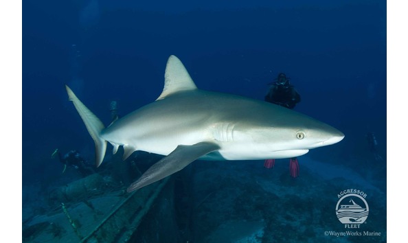 Big image bahamas uw26 copy