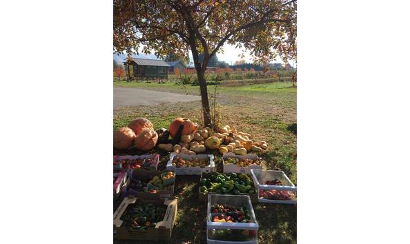 Big image auctioncomfortstarrfarms 2