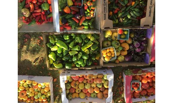 Big image auctioncomfortstarrfarms