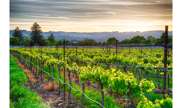 Big image pic 5  sonoma county