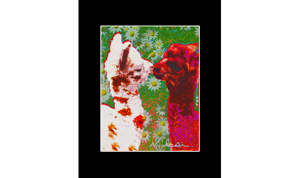 Big image 2016 02 12alpacakissappaloosawhitedallas11x14matted