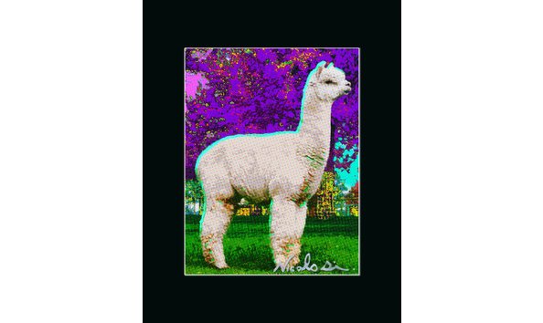 Big image 2016 03 07legacyalpaca216x20