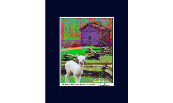 Big image 2017 03 21 rail splitter alpaca springfield 16 x 20 lo res