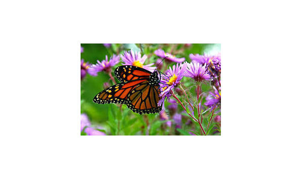 Big image mini magick20181114 108104 ckjsax