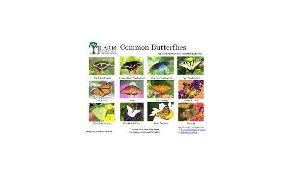 Big image mini magick20181114 108104 7wjdqt