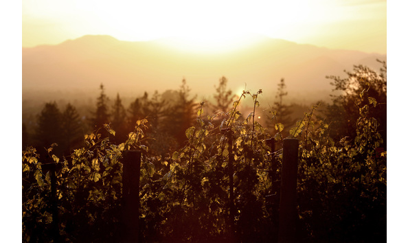 Big image napa palmaz vineyards