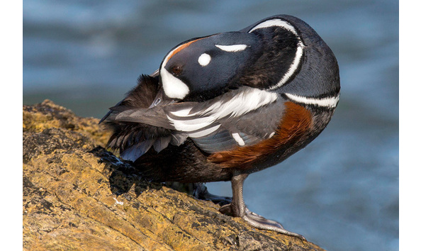 Big image 2982carol duffy17397