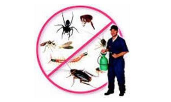 Big image mini magick20190110 29132 1fmjejr