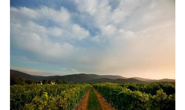 Big image king family vineyards 2 