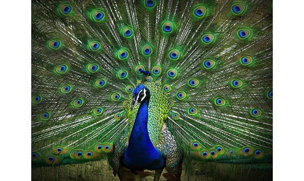 Big image exotic peacock 1 