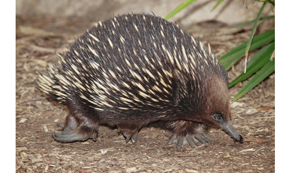 Big image echidna   melbourne zoo 1 