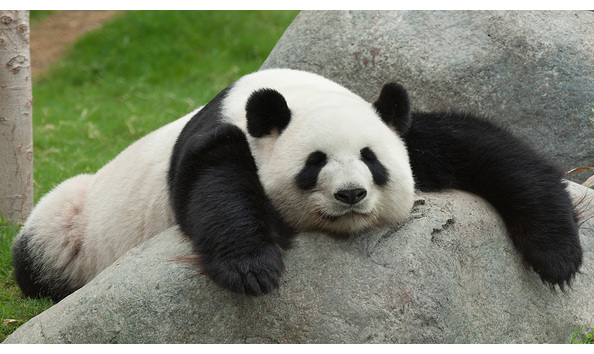 Big image panda lazy on rock 0 22bmbel 1 