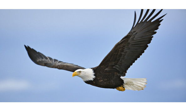 Big image o bald eagle facebook 1 