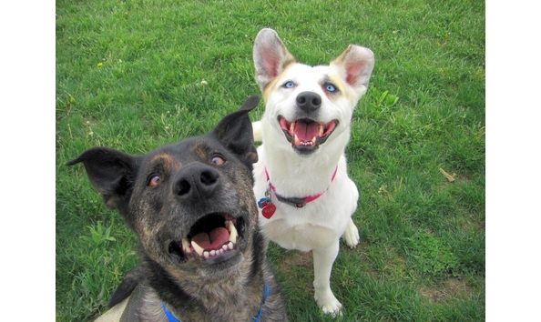 Big image happy mutt dogs 1 