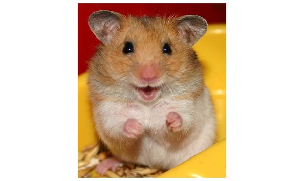Big image hamster 1 