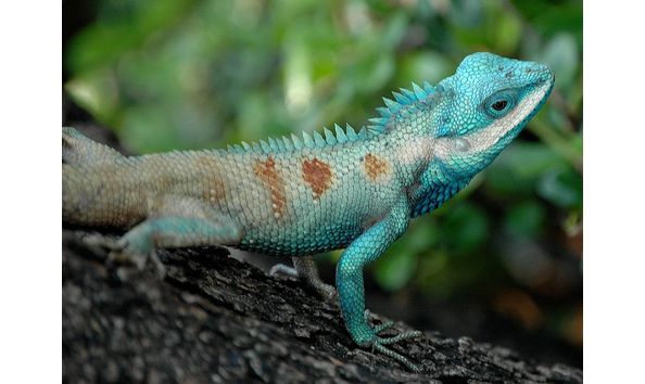 Big image 1200px bangkok reptiles blue crested lizard 1 