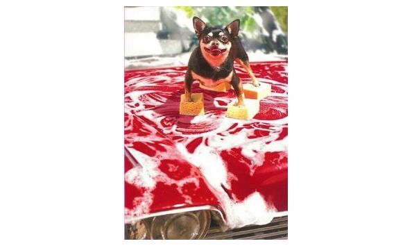 Big image mini magick20190125 87849 10ab060