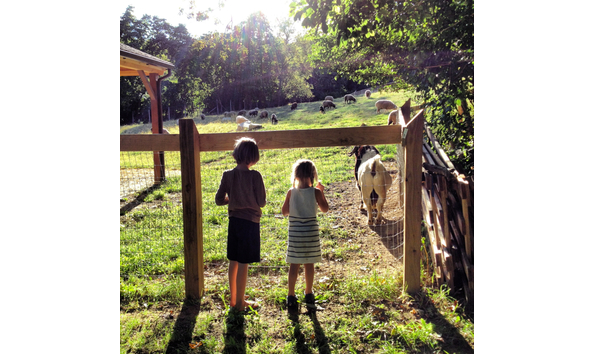 Big image drumlin farm looking at sheep1