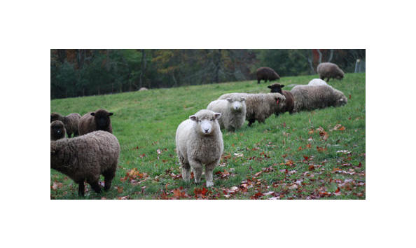 Big image sheep gallerymedium