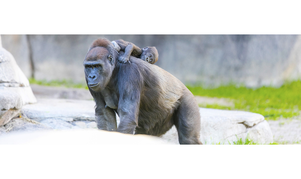 Big image mini magick20190122 16578 19jzd93