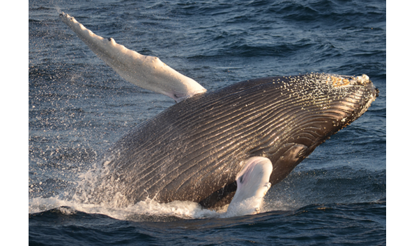 Big image screen shot 2019 02 02 at 1.57.50 pm