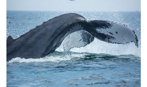 Big image screen shot 2019 02 02 at 1.58.38 pm