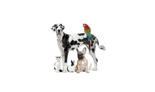 Big image brooksville vet 4