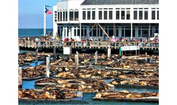 Big image pier 39 san francisco sea lions