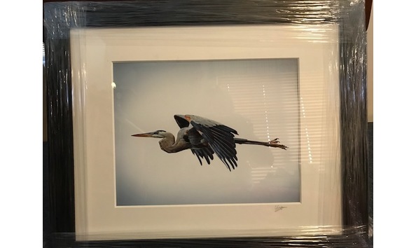 Big image skyshadow 2019 bird