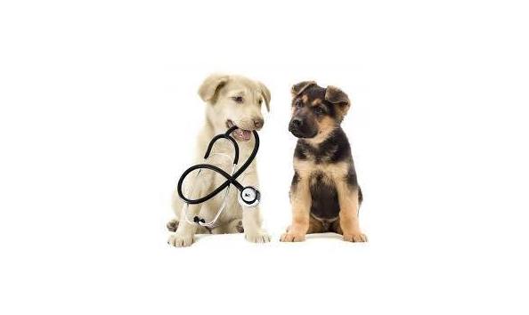 Big image mini magick20190212 120498 1asd7lf