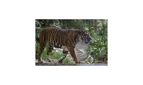 Big image mini magick20190212 120498 217g11