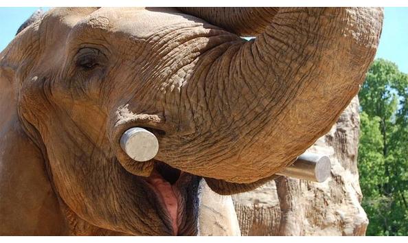 Big image zoo knoxville 3