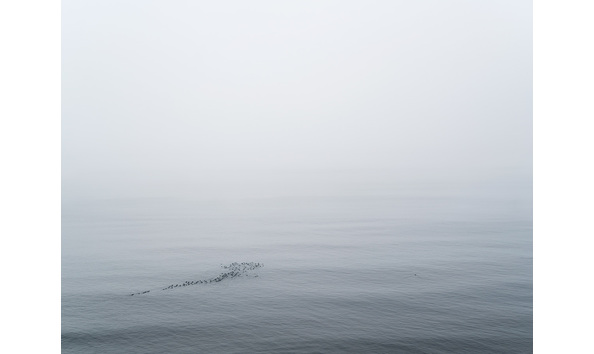 Big image tommy kwak eiderbirds