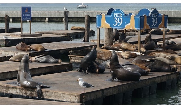 Big image seals 3940734 640