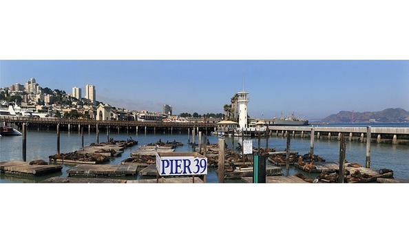 Big image sea lions 670223 640