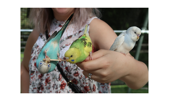 Big image africansafari2