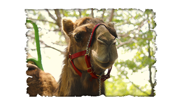 Big image walk thru camel