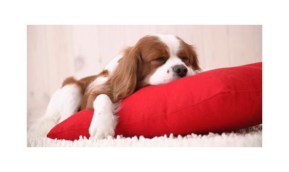 Big image puppywood1