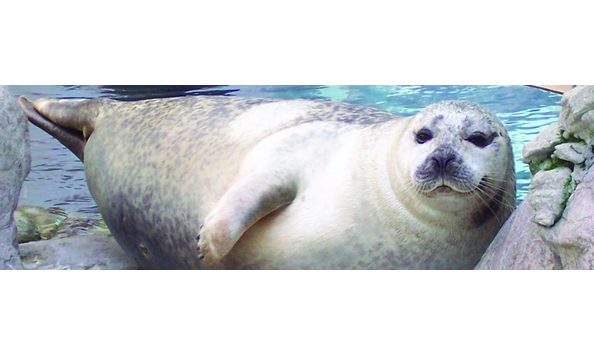 Big image screen shot 2019 02 19 at 9.49.04 pm