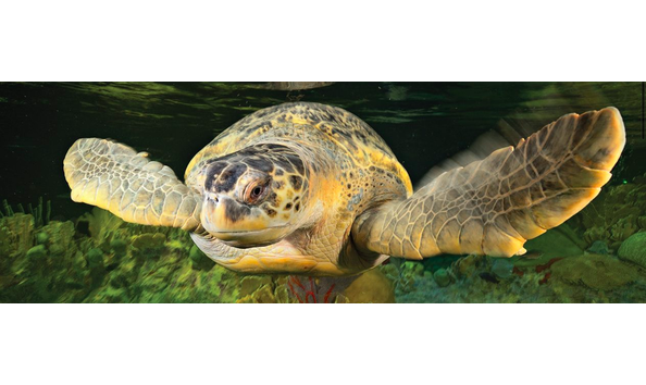 Big image screen shot 2019 02 19 at 9.49.24 pm