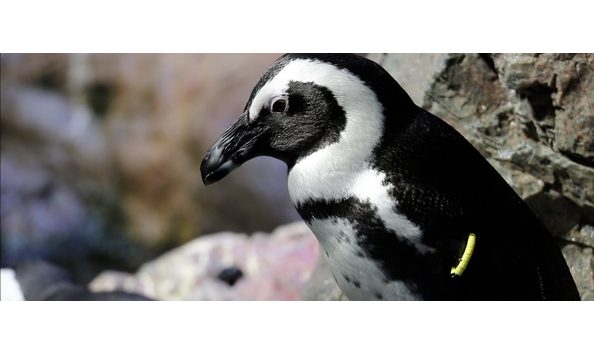 Big image home penguin 1440x600