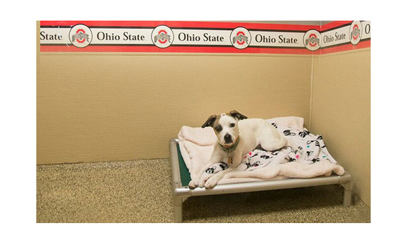 Big image 16 petspot room2