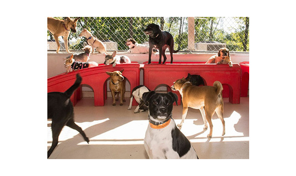 Big image 16 pet spot dogs