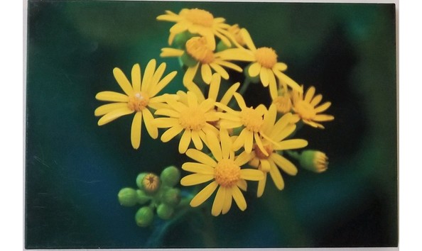 Big image golden wortrod