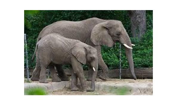 Big image toledozoo3