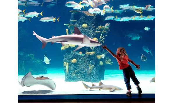 Big image newportaquarium2