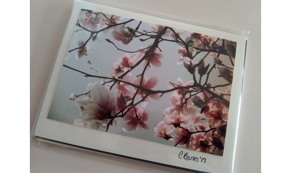 Big image candybarksa